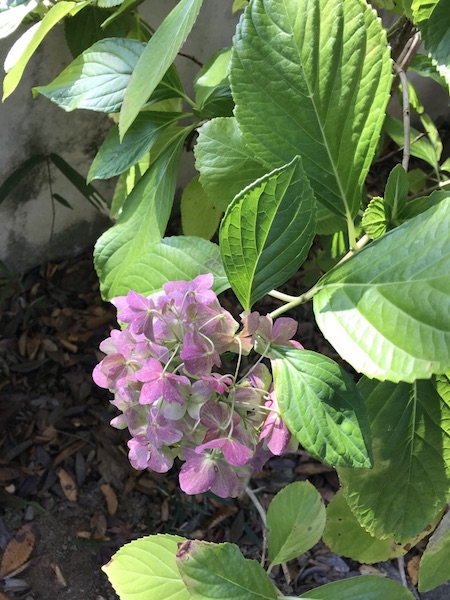 冬の紫陽花